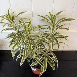 Song of India Tree Song of India Tree