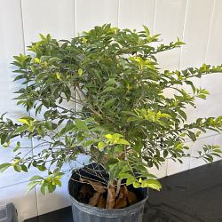 Gold Mound Duranta Gold Mound Duranta