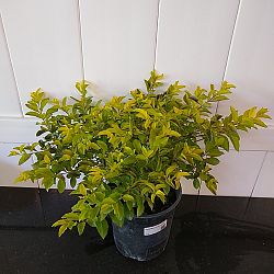 Gold Mound Duranta Gold Mound Duranta