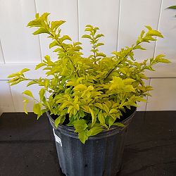 Gold Mound Duranta Gold Mound Duranta