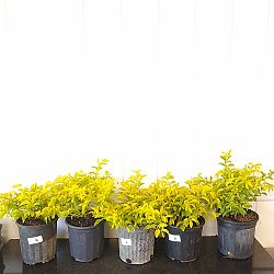 Gold Mound Duranta Gold Mound Duranta