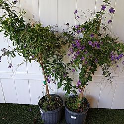 Duranta 'Sapphire Showers' Duranta 'Sapphire Showers'