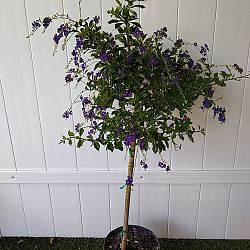 Duranta 'Sapphire Showers' Duranta 'Sapphire Showers'