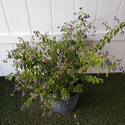Duranta 'Sapphire Showers' Duranta 'Sapphire Showers'