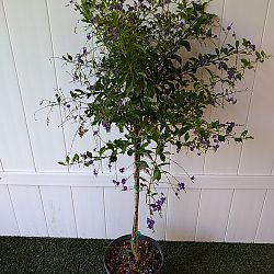 Duranta 'Sapphire Showers' Duranta 'Sapphire Showers'