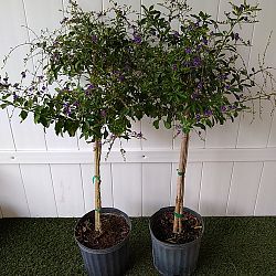 Duranta 'Sapphire Showers' Duranta 'Sapphire Showers'