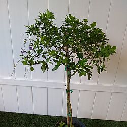 Duranta 'Sapphire Showers' Duranta 'Sapphire Showers'