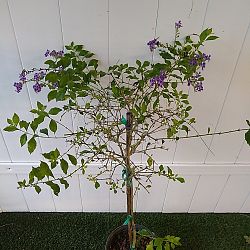 Duranta 'Sapphire Showers' Duranta 'Sapphire Showers'