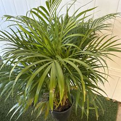Areca Palm Areca Palm