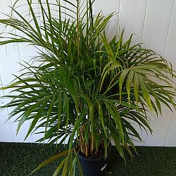 Areca Palm Areca Palm