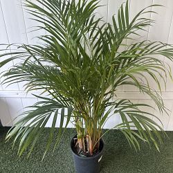 Areca Palm Areca Palm