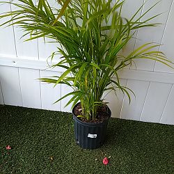 Areca Palm Areca Palm
