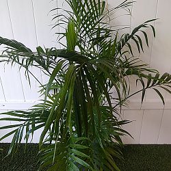 Areca Palm Areca Palm