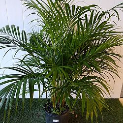 Areca Palm Areca Palm