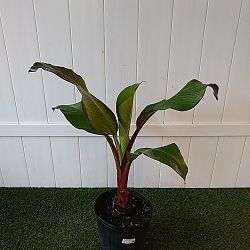 Maurelii Red Banana Tree Maurelii Red Banana Tree