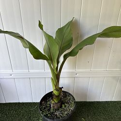 Maurelii Red Banana Tree Maurelii Red Banana Tree