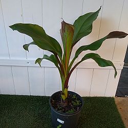 Maurelii Red Banana Tree Maurelii Red Banana Tree
