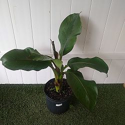 Maurelii Red Banana Tree Maurelii Red Banana Tree