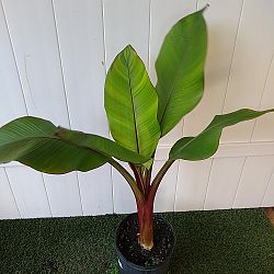 Maurelii Red Banana Tree Maurelii Red Banana Tree