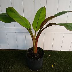 Maurelii Red Banana Tree Maurelii Red Banana Tree