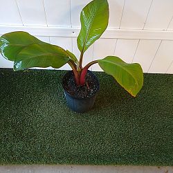 Maurelii Red Banana Tree Maurelii Red Banana Tree