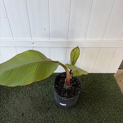 Maurelii Red Banana Tree Maurelii Red Banana Tree