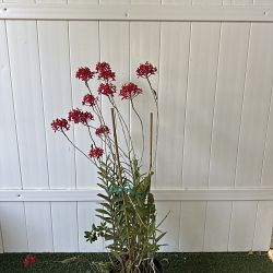 Reed Stem Orchid Reed Stem Orchid