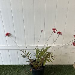 Reed Stem Orchid Reed Stem Orchid