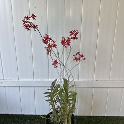 Reed Stem Orchid Reed Stem Orchid