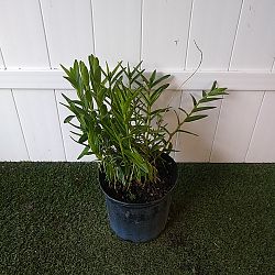 Reed Stem Orchid Reed Stem Orchid