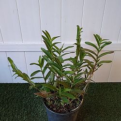 Reed Stem Orchid Reed Stem Orchid