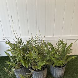 Reed Stem Orchid Reed Stem Orchid