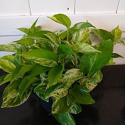 Marble Queen Pothos Marble Queen Pothos