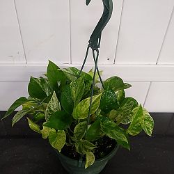 Marble Queen Pothos Marble Queen Pothos