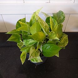 Marble Queen Pothos Marble Queen Pothos