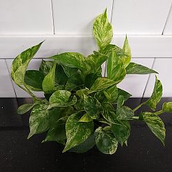 Marble Queen Pothos Marble Queen Pothos