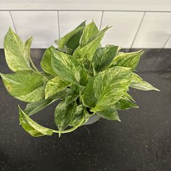 Marble Queen Pothos Marble Queen Pothos