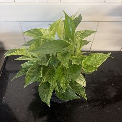 Marble Queen Pothos Marble Queen Pothos