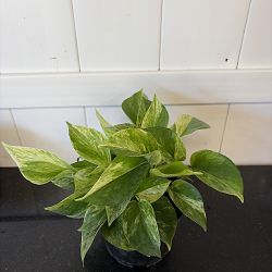 Marble Queen Pothos Marble Queen Pothos