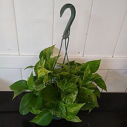 Marble Queen Pothos Marble Queen Pothos