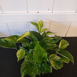 Marble Queen Pothos Marble Queen Pothos
