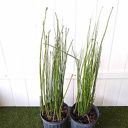 Equisetum hyemale, Horsetail Reed Equisetum hyemale, Horsetail Reed