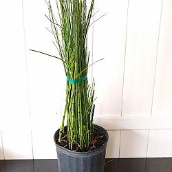 Equisetum hyemale, Horsetail Reed Equisetum hyemale, Horsetail Reed