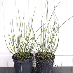 Equisetum hyemale, Horsetail Reed Equisetum hyemale, Horsetail Reed