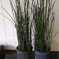 Equisetum hyemale, Horsetail Reed Equisetum hyemale, Horsetail Reed