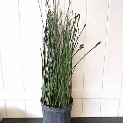 Equisetum hyemale, Horsetail Reed Equisetum hyemale, Horsetail Reed