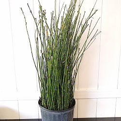 Equisetum hyemale, Horsetail Reed Equisetum hyemale, Horsetail Reed