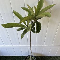 Loquat Edible Fruit Tree, Eriobotrya japonica Loquat Edible Fruit Tree, Eriobotrya japonica