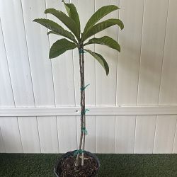 Loquat Edible Fruit Tree, Eriobotrya japonica Loquat Edible Fruit Tree, Eriobotrya japonica