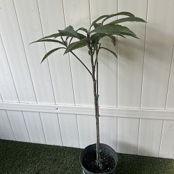 Loquat Edible Fruit Tree, Eriobotrya japonica Loquat Edible Fruit Tree, Eriobotrya japonica